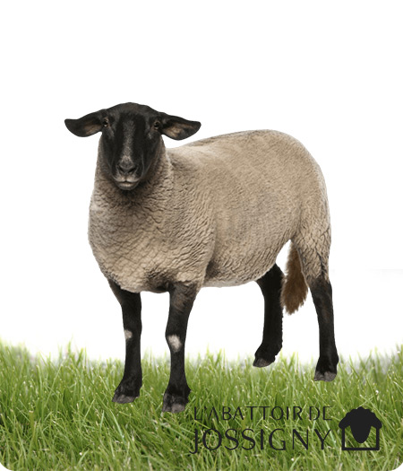 agneau